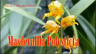 Masdevallia Polysticta quotyellowquot Variety Spotlight Video 68 Orchid Care [upl. by Darrel534]