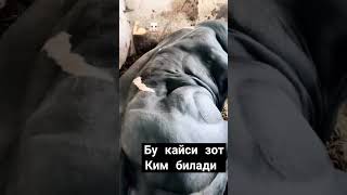 Неча кг чикади ёзамиз mol cow qoybozor funny bull qoyboqish baki molbozor animals bozor [upl. by Rem]