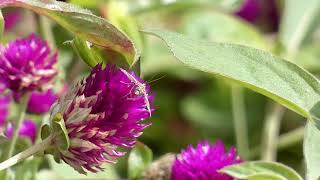 Beet Webworm Moth Visits Globe Amaranth Flowers for Nectar [upl. by Billy]