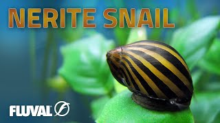 Species Spotlight  Nerite Snail [upl. by Levon]