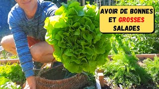 Les salades laitues au potager dOlivier ► Semis plantation sol limaces [upl. by Meisel]