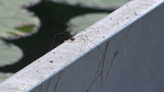 HARVESTMEN which are not spiders [upl. by Reviel]