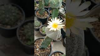 Cross pollination Astrophytum Myriostigma Tricostatum🤞🤞 [upl. by Trout]