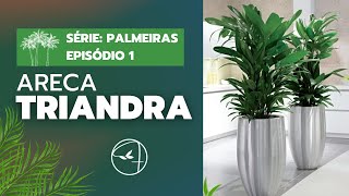 ARECA TRIANDRA  Um charme para a composição paisagística [upl. by Llerrut]