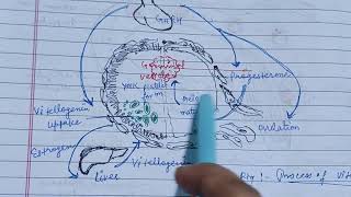 Vitellogenesis oogenesis yolk zoologynotes zoology alkaranigupta8791 [upl. by Agnizn956]