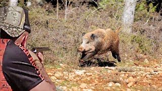 Chasse au Sanglier 20232024  Wild Boar Hunting  Caccia ai cinghialiDomuzu AVI 🐗 [upl. by Swithin]