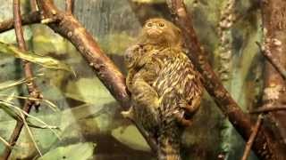 Dvärgsilkesapa  Pygmy Marmoset [upl. by Aimet]