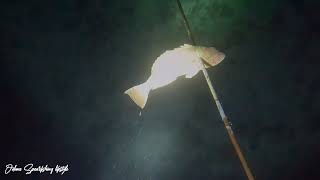 Spearfishing at Night in Jamaica [upl. by Eznyl428]