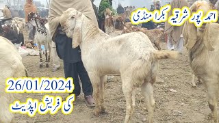 Ahmedpur sharqia Bakra Mandi update  live Sauda makhi chena bakre Qurbani 2024 gillani goat farm [upl. by Almap360]