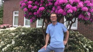 Rhododendrons  Tree vlog 7 [upl. by Clayborn]