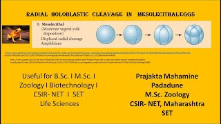 Radial cleavage in mesolecithal eggs [upl. by Cavan]