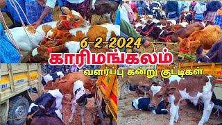 622024 karimangalam cow market  HF cow jersey cow Biggest cow market  காரிமங்கலம் சந்தை [upl. by Brandt]