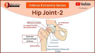 Understanding the Hip Joint 2 Relations Movements and Applied Anatomy with Dr VB [upl. by Hgielah]