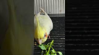 cockatiel birds pets parrot cockatielbird cockatielsinging cockatielsound ytshorts shorts [upl. by Talmud]