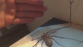 Giant Whipspider Feeding Video  DO NOT WATCH LATE AT NIGHT [upl. by Odlavso295]