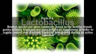 Lactobacillus rhamnosus Top  5 Facts [upl. by Ben]