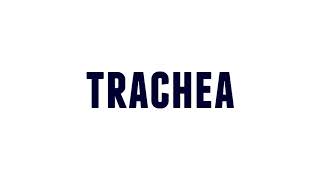 How to Pronounce trachea [upl. by Anthiathia]