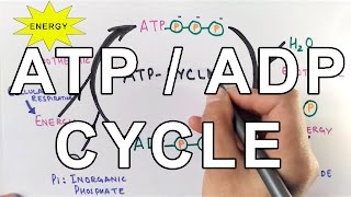 Mechanism of ATPADP Cycle [upl. by Tirreg]