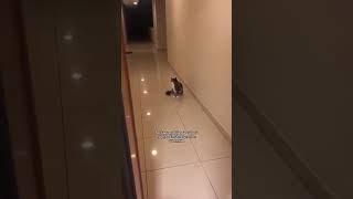 Ters kelepçe 😻 cat kediplus catlover kediaski kedivideoları 🎥serrabahcivan [upl. by Nahttam]