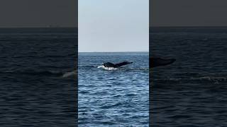 Dolphins and Birds and Whales OH MY 🐋✨🐬✨🐦 Video by oceanluvr4ever humpback [upl. by Cruz152]