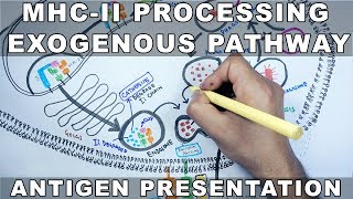 Exogenous Pathway of Antigen Presentation  MHC II Processing [upl. by Yerrot50]