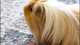 The purring of a guinea pig Cute pet [upl. by Dibbell241]