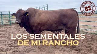 ¡¡¡ LOS SEMENTALES DE MI RANCHO  BEEFMASTER SUPREMO EPISODIO 54 [upl. by Wenoa]