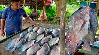 Amazing Traditional Villages Most Satisfying Big Tilapia Fish Market [upl. by Disario]