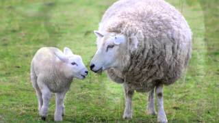 Sheep Sounds and Pictures for Education and Teaching [upl. by Riordan795]