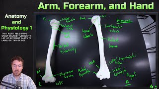 Bones and Major Markings of Arm Forearm and Hand  Anatomy and Physiology 1 [upl. by Anyahc573]