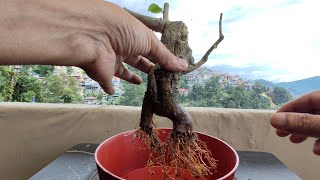 Ficus Rumphii  Structure Pruning  Repotting [upl. by Yvi]