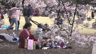 Ohanami Shinjuku Gyoen お花見 新宿御苑  SONY a6300 ILCE6300 4K PP6 Cine2 [upl. by Rotciv]