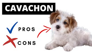 Cavachon Pros And Cons  Should You REALLY Get A CAVACHON [upl. by Asert]