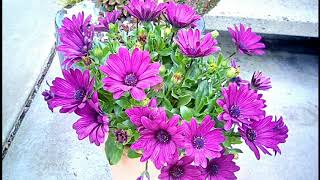 African Daisy Osteospermum ecklonis  Container Gardening [upl. by Geraint]