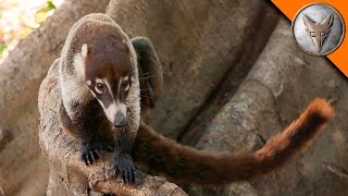 Coatimundi Hangs Out with Coyote [upl. by Rosanne]