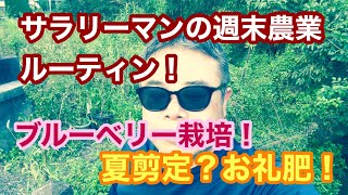 サラリーマンの週末農業ルーティン！ブルーベリー栽培！今やるべきは夏剪定？お礼肥？ [upl. by Senalda]