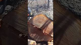 11hp ported stihl ms661 vs huge tree [upl. by Phenice]