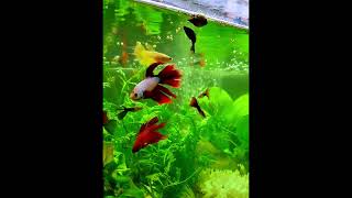 Betta fish in tank  Beautiful betta fish tank [upl. by Htebarual]