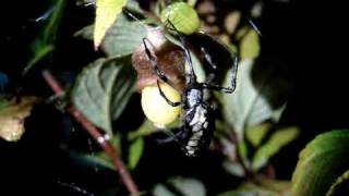 Argiope Aurantia Making Egg Sac 5 FINISHING EGG LAYING [upl. by Asilam]