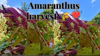 Amaranthus harvest 💝 [upl. by Egroj45]