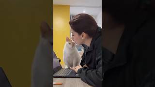 Wounded Kitten Becomes Veterinarians Partner rescuecat catstory catvideo [upl. by Agosto]