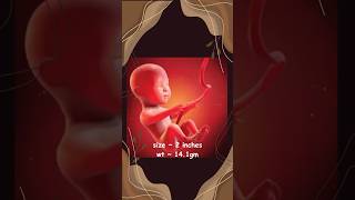 Babys Journey in the Womb  Fetal development  Weekly growth of a baby  Gestation period [upl. by Annaek]