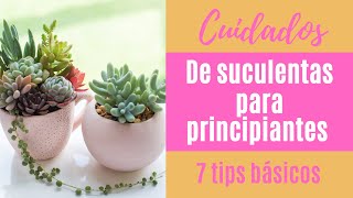 👩🏼‍🌾 Cómo cuidar tus suculentas 7 tips básicos PARA PRINCIPIANTES [upl. by Wootan230]