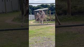 Giraffes fighting😱🦒viralvideoshorts [upl. by Wattenberg]