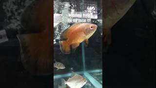 I Need A Tank Mate for my oscar Fish shorts aquarium trending viralvideo [upl. by Varney]