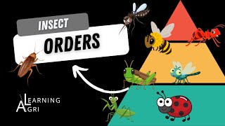 Overview of Insect Orders [upl. by Erdnua]