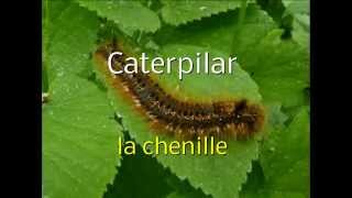 Cajun French  Insects Part 1 [upl. by Margit]