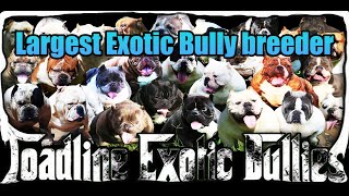 Toadline Exotic Bullies Video Largest bully breeder in America [upl. by Enylcaj759]