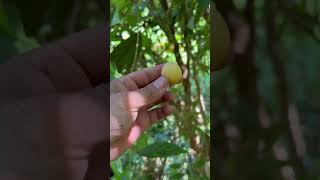 Picking Rambai fruits [upl. by Ellebyam]