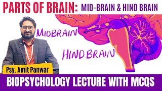 Mid Brain amp Hind Brain  Complete Biopsychology Lecture by Psychologist Amit Panwar [upl. by Aninat]